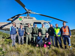 Projeto desenvolve ações de controle do pinus em campos naturais da Serra do Tabuleiro