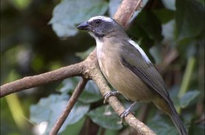 TJSC mantém condenação de dupla por maus-tratos e transporte ilegal de aves silvestres