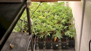 Plantação de maconha é localizada em estufa improvisada dentro de residência em Palhoça