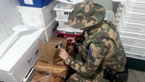 Operação da Polícia Militar apreende mais de meia tonelada de pescado irregular no Litoral catarinense