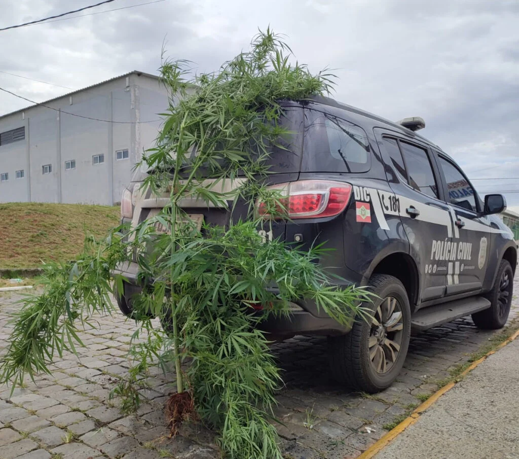 Em Curitibanos, Polícia Civil apreende pé de maconha com mais de 2 metros de altura
