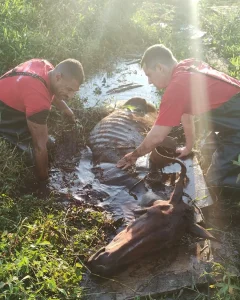 Bombeiros resgatam égua presa em vala de difícil acesso