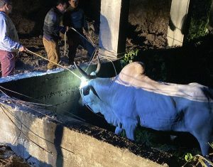 Abril Laranja: Santa Catarina intensifica Campanha de prevenção contra a crueldade animal