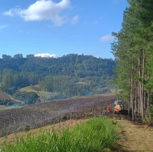 Incêndio atinge três hectares de reflorestamento em Witmarsum