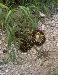 Serpente peçonhenta é resgatada no interior de uma residência