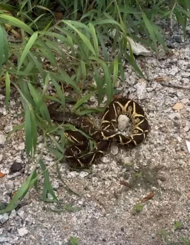 Serpente peçonhenta é resgatada no interior de uma residência