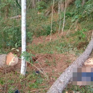 Trabalhador fica ferido em acidente com árvore em Dona Emma