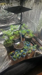 Homem é preso por cultivo ilegal de maconha em residência em Apiúna