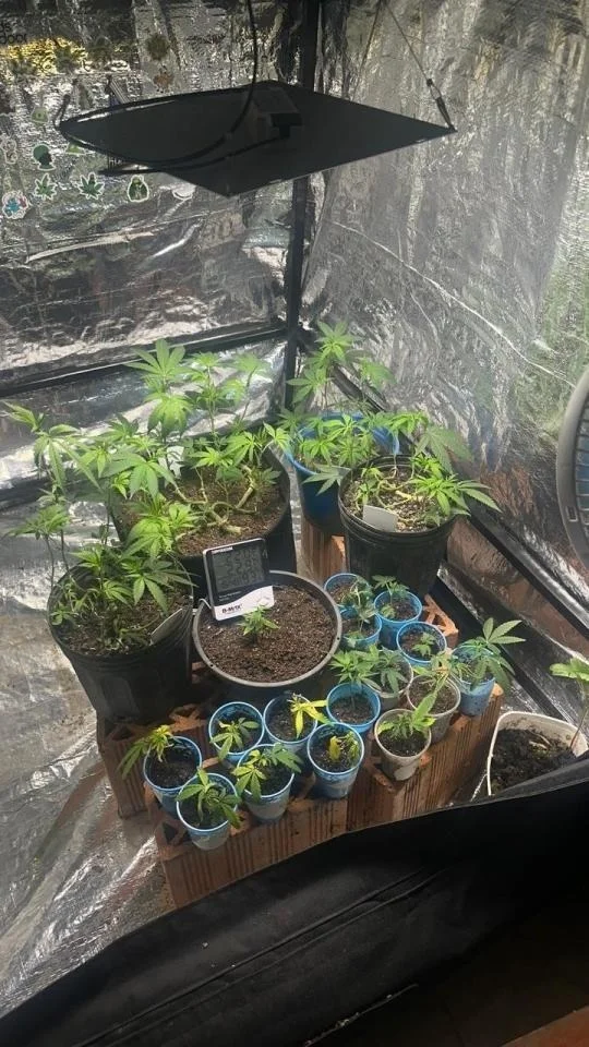 Homem é preso por cultivo ilegal de maconha em residência em Apiúna