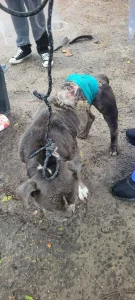 Delegacia de Proteção Animal da Capital prende homem em flagrante por maus-tratos a cão