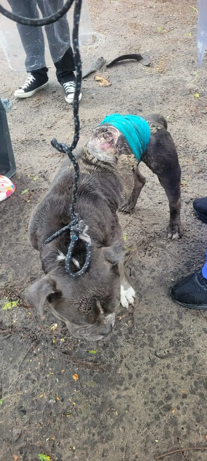 Delegacia de Proteção Animal da Capital prende homem em flagrante por maus-tratos a cão