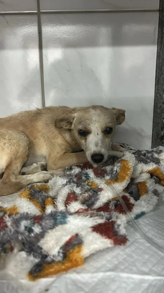 cachorrinha resgatada pela polícia dentro de uma sacola plástica