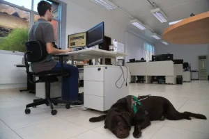 Acessibilidade Para Deficientes Visuais Ao Portal De Servicos 20181228 1280552986