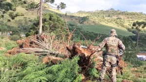 Polícia Militar identifica desmatamento de aproximadamente três hectares em São Joaquim