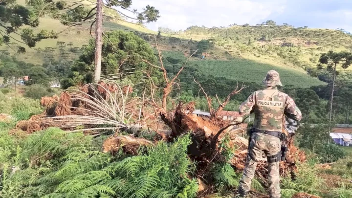 Polícia Militar identifica desmatamento de aproximadamente três hectares em São Joaquim
