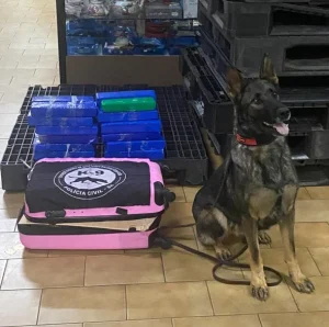 Operação “Protetor”: Cão farejador do NOC de Xanxerê localiza maconha em mala, na rodoviária do município