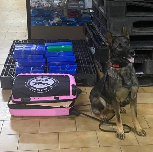 Operação “Protetor”: Cão farejador do NOC de Xanxerê localiza maconha em mala, na rodoviária do município