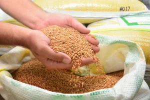 Projeto Cereais de Inverno prevê investimento de R$ 4,1 milhões para incentivar a produção de ração animal