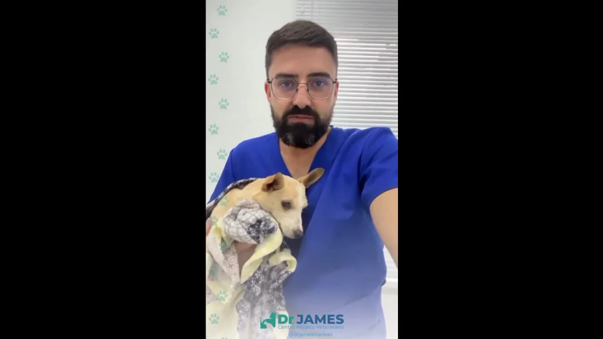 Veterinário atualiza condição de cachorrinha encontrada em sacola, em Ibirama