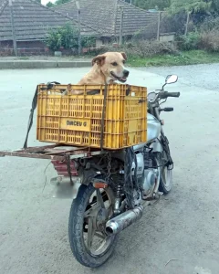 Motociclista sem habilitação é flagrado transportando cão em caixa de feira, em SC