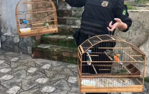Operação cumpre mandados em SC e outros três estados contra tráfico internacional de animais
