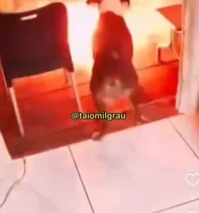 Polícia Civil instaura inquérito para apurar maus tratos contra cão, após vídeo gravado em Salete