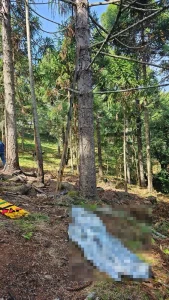 Idoso de 82 anos morre ao sofrer queda de araucária na Serra Catarinense