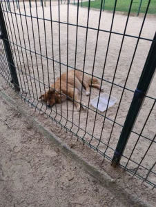 Delegacia de Proteção Animal da Capital conclui investigação e indicia homem por abandono de cadela na Praça dos Bombeiros