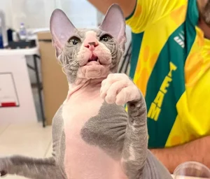 Beleza felina em destaque: mais de 100 gatos de 19 raças participam de evento em Balneário Camboriú