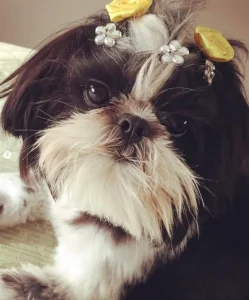 Delegacia de Proteção Animal da Capital indicia colaboradores por morte de cachorra mediante enforcamento em pet shop