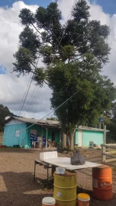 Homem morre após levar descarga elétrica ao colher pinhão em São Joaquim
