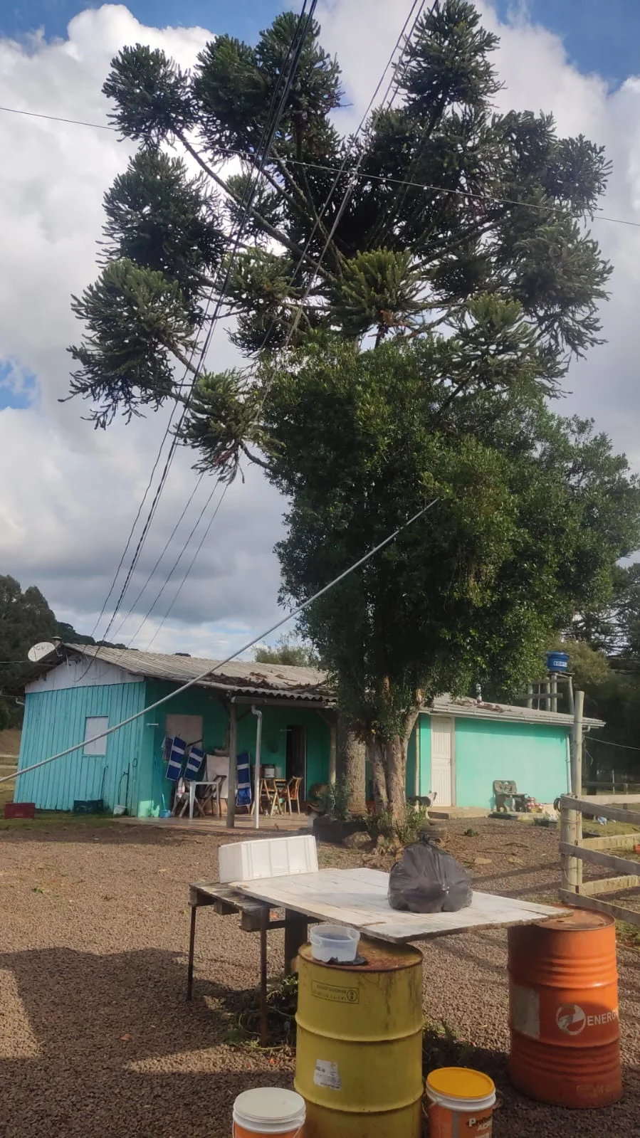 Homem morre após levar descarga elétrica ao colher pinhão em São Joaquim