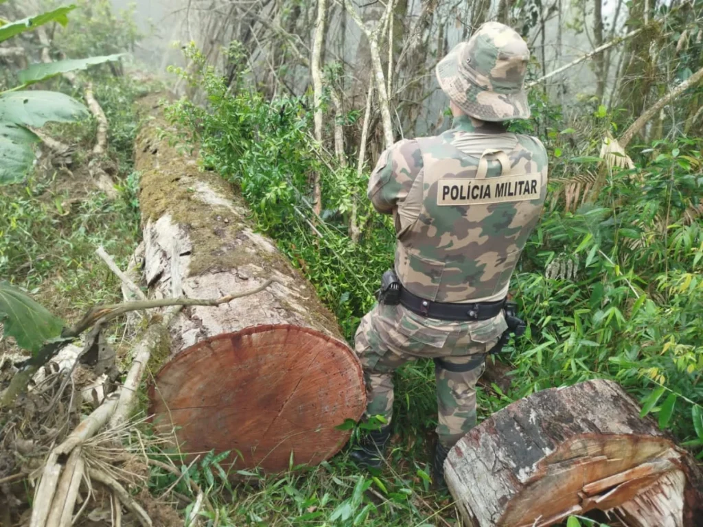 Força tarefa combate desmatamento ilegal em área de mata atlântica em Santa Terezinha