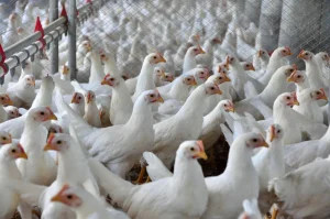 Santa Catarina intensifica medidas de defesa sanitária após confirmação de foco de Influenza Aviária no Rio Grande do Sul