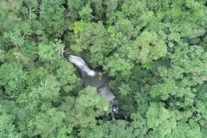 Desmatamento em Santa Catarina reduz 40% entre 2023 e 2024
