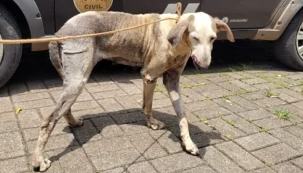 Cadela vítima de maus-tratos é afastada de tutor e encaminhada para adoção no Oeste do estado