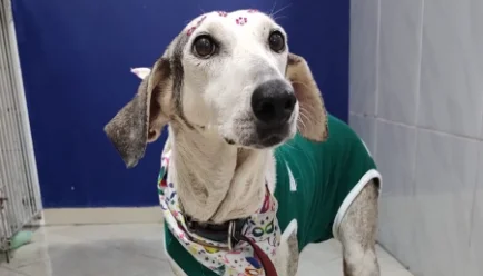 Cadela vítima de maus-tratos é afastada de tutor e encaminhada para adoção no Oeste do estado