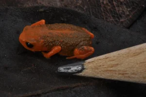 Sapinho-pingo-de-ouro é novo símbolo do município de Blumenau