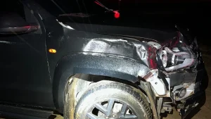 Animal morre atropelado em acidente na SC-110, na Serra catarinense