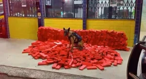 Quase 600 kg de maconha são apreendidos em operação conjunta realizada em SC