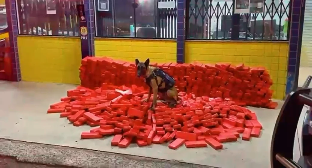 Quase 600 kg de maconha são apreendidos em operação conjunta realizada em SC