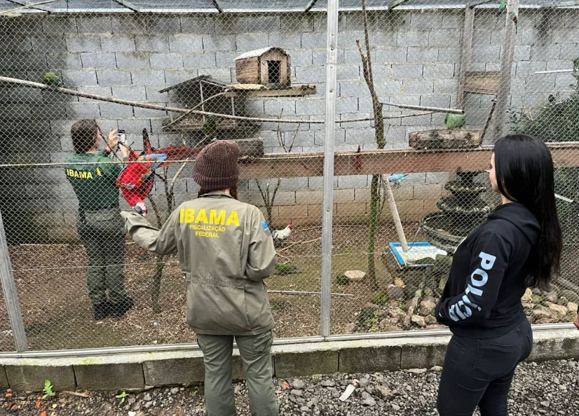 Polícia apreende animais silvestres em Ascurra; operação mira um dos maiores grupos de tráfico do país