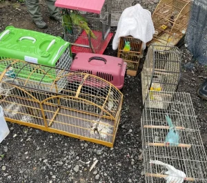 Polícia apreende animais silvestres em Ascurra; operação mira um dos maiores grupos de tráfico do país