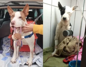 Pitbull que está em abrigo de Blumenau doa sangue e ajuda a salvar cachorrinha com anemia