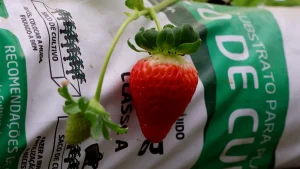 Uso de biofertilizante aumenta a produção do morango