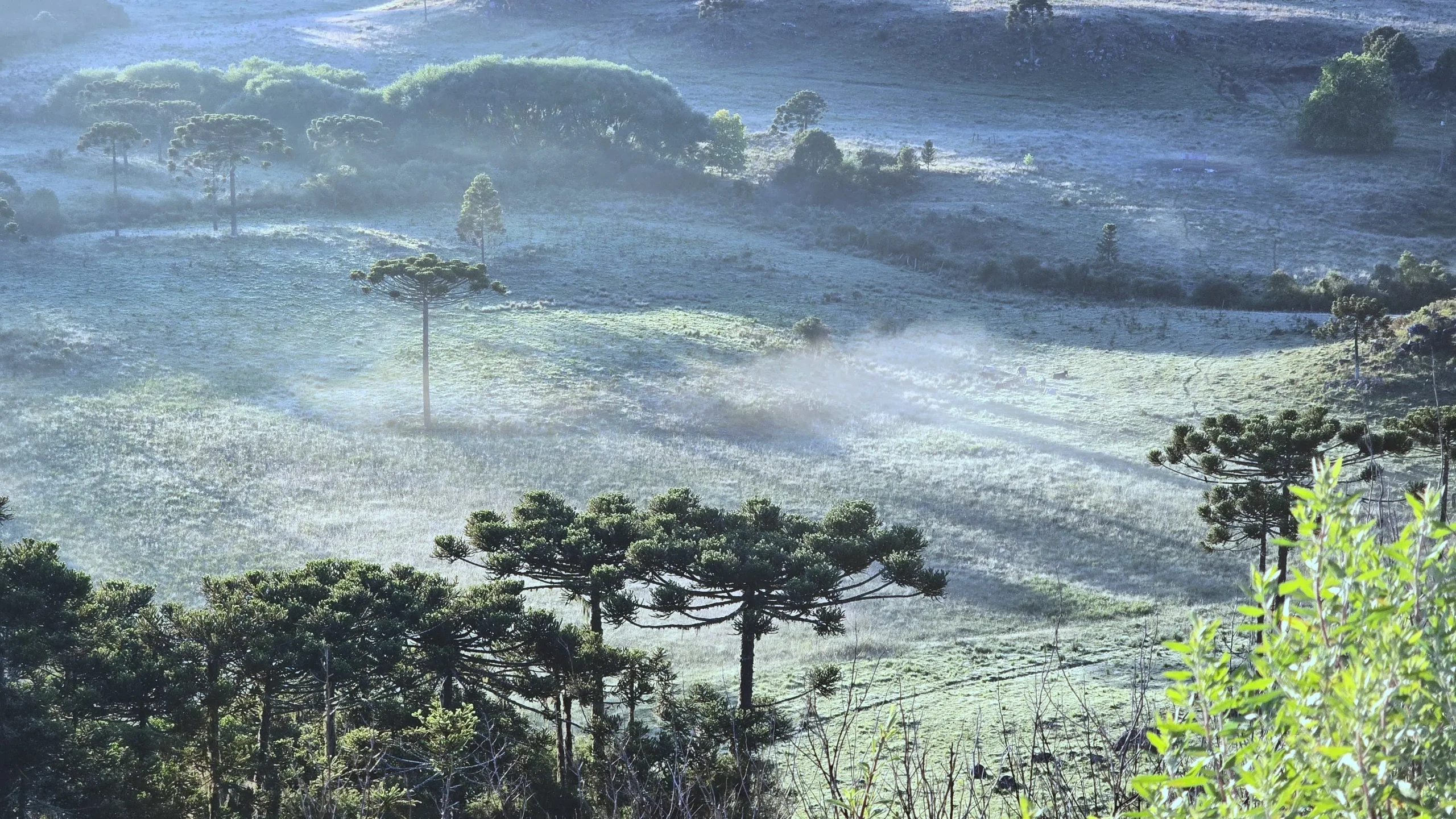 Inverno 2025 começa com previsão de frio intenso, geadas, nevoeiros e possibilidade de chuva no litoral de SC