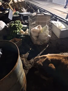 Polícia Militar flagra maus-tratos a animais transportados em caminhão em Indaial