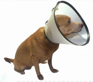 Clínica veterinária devolve R$ 660 a tutores cobrados indevidamente em castrações em Rio do Sul