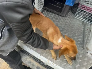 Homens são detidos por abandono de cães e ofensa a servidora pública