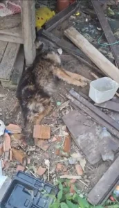 Homem é preso em flagrante pelo crime de maus-tratos contra cachorro em Ibirama